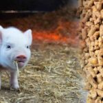 3 TPH pig feed pellet machine