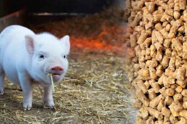 3 TPH pig feed pellet machine