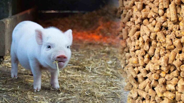Pig Feed Pellet Machine Enhance Hog Farming Profitability